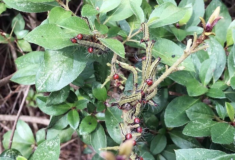 The Telltale Damage That Appears Almost Overnight