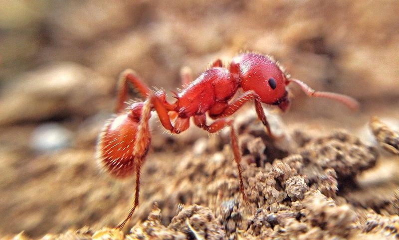 The Texas's Most Persistent Lawn Pest The Texas's Most Persistent Lawn Pest