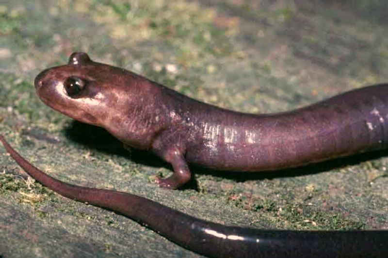 The Threats This Salamander Faces The Threats This Salamander Faces