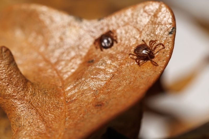 The Tick That Traveled Halfway Around The World The Tick That Traveled Halfway Around The World