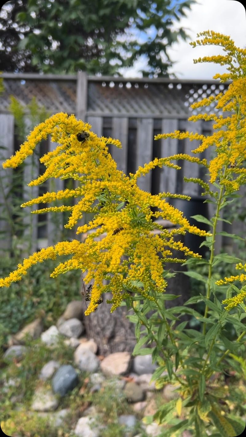 The Tidy Garden Mistake Made Every September
