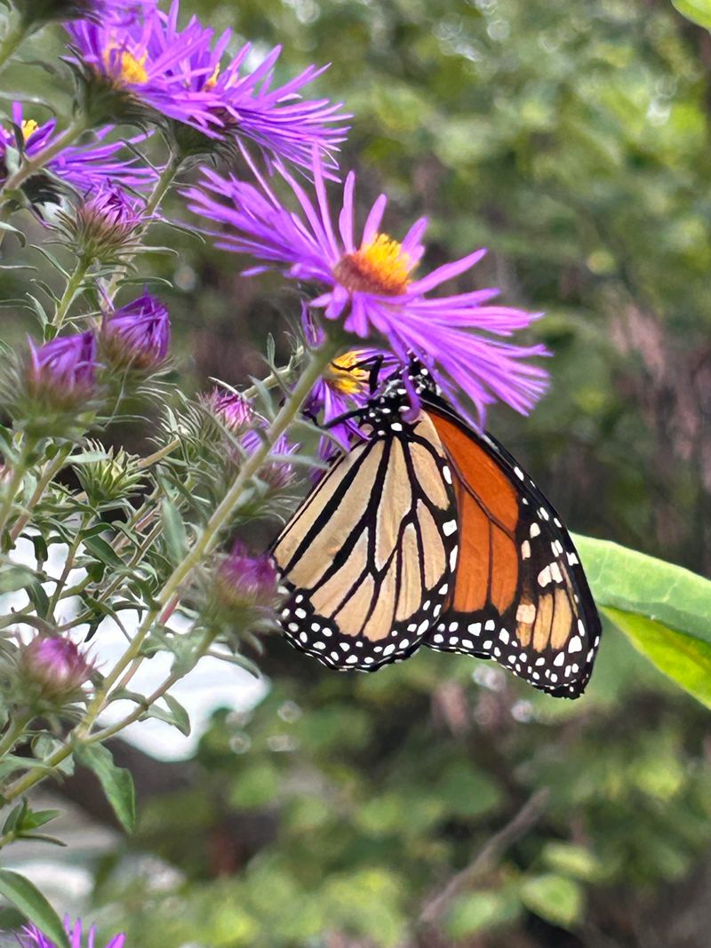 The Tidy Garden Mistake That Costs Travelers Energy The Tidy Garden Mistake That Costs Travelers Energy