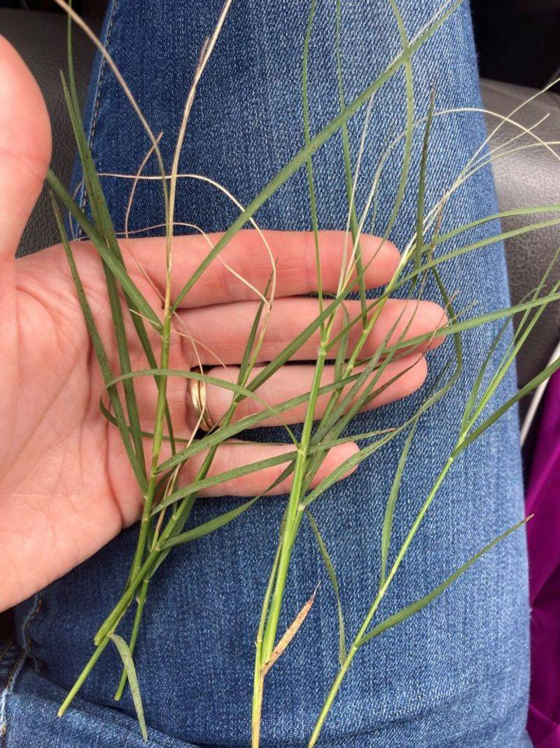 The Tiny Culprit Behind Your Frosted Bermudagrass The Tiny Culprit Behind Your Frosted Bermudagrass