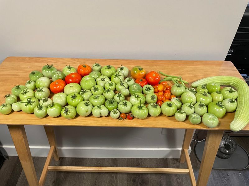 The Tomato Was Harvested Too Early