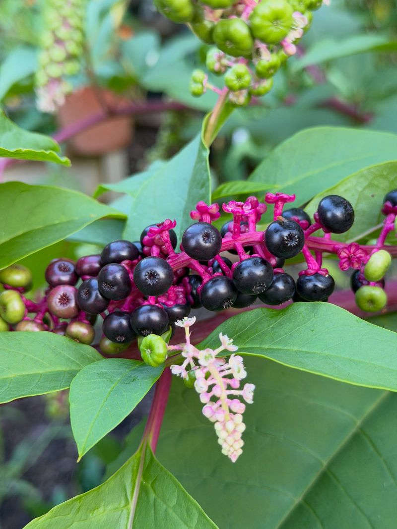 The Towering Native Behind Those Magenta Clusters