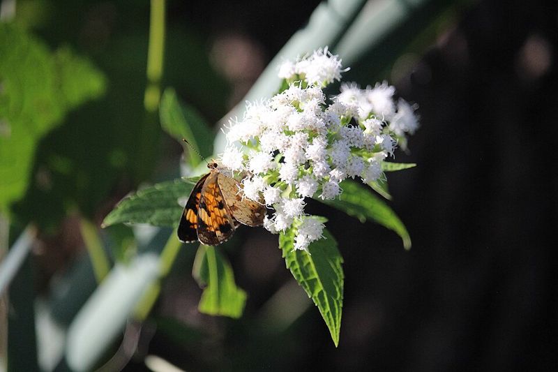The Toxic Side Of A Pretty Wildflower