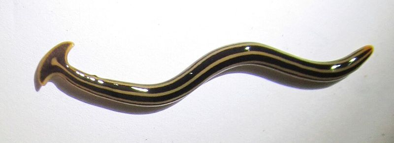The Toxin Tucked Inside That Slimy Body