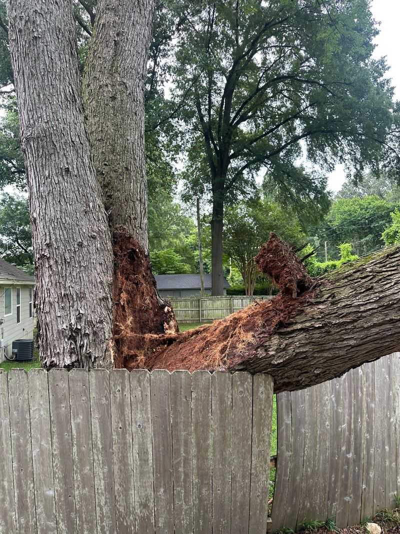 The Tree Owner May Pay When Negligence Is Involved