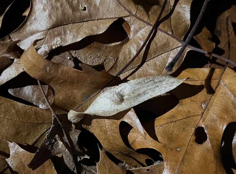 The Tree Produces Large Amounts Of Seed The Tree Produces Large Amounts Of Seed