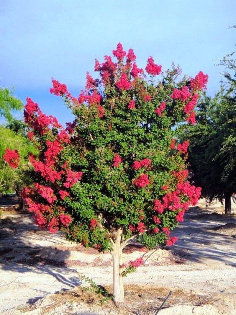 The Tree's Health Usually Matters More Than The Pods The Tree's Health Usually Matters More Than The Pods