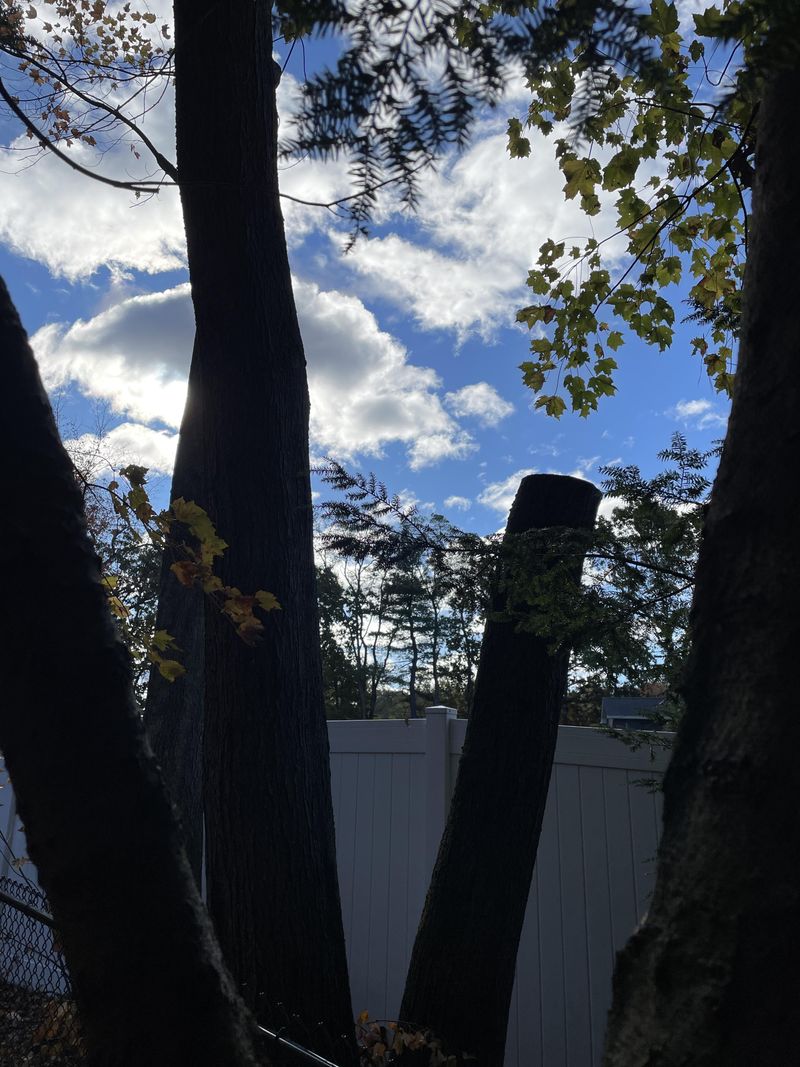 The Tree’s Location Matters First The Tree’s Location Matters First