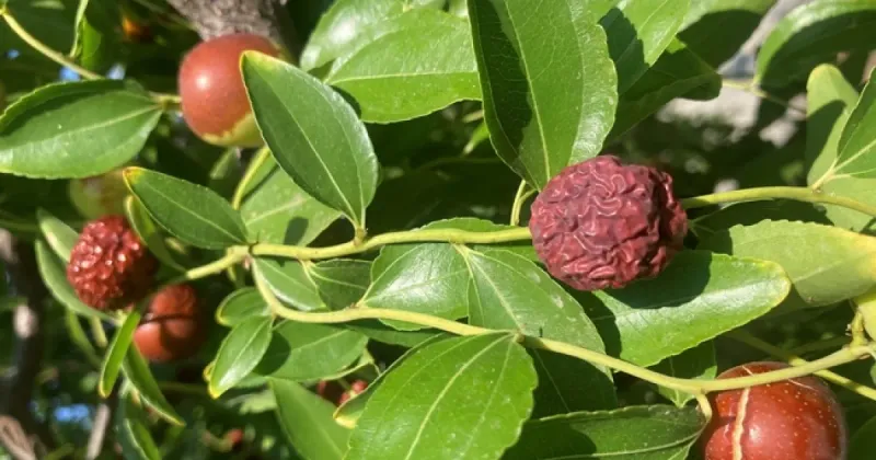 The Trees Need Less Maintenance Than Many Fruit Crops