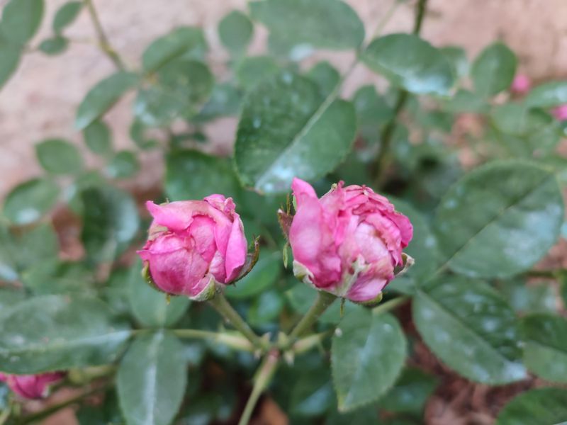 The True Trigger Behind Maryland's Autumn Rose Blooms