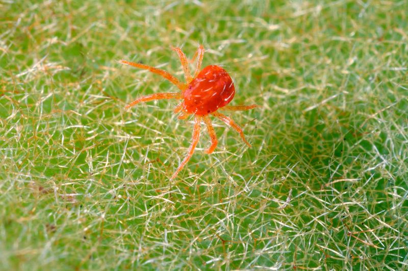 The Two Spotted Spider Mite Behind That Silk