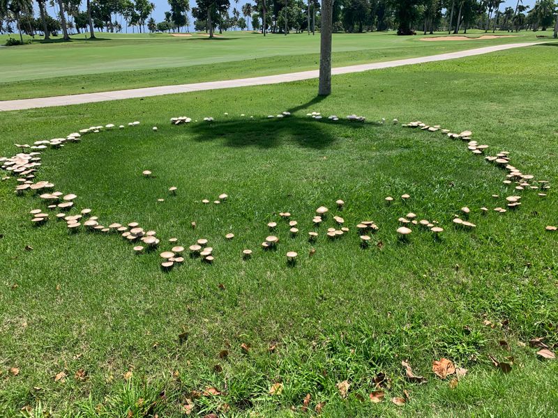 The Underground Fungus Behind Those Widening Circles