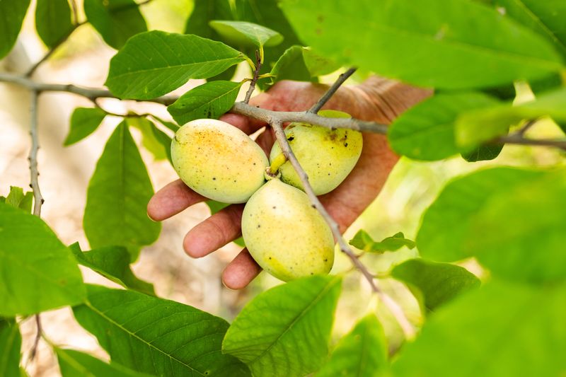 The Unusual Native Fruit Ripening In September The Unusual Native Fruit Ripening In September