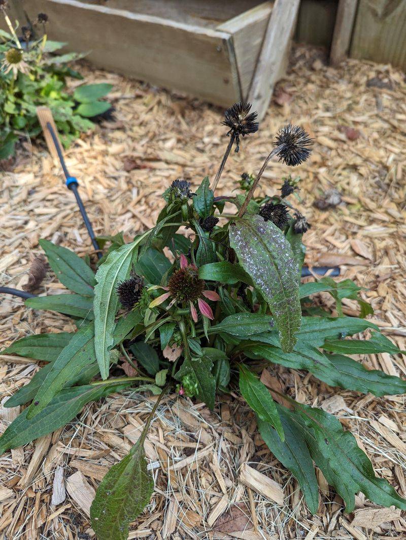 The Urge To Tidy Hits Ohio Gardeners In September