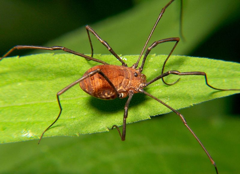 The Venom Myth, Explained The Venom Myth, Explained