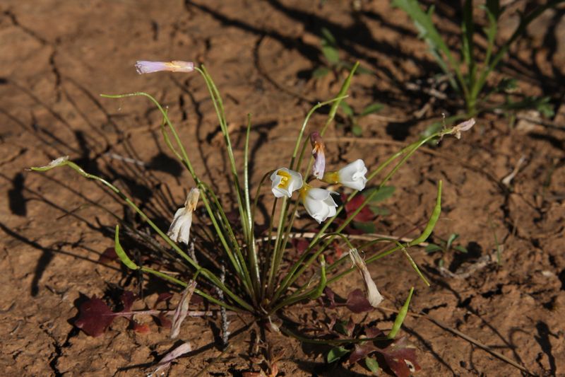 The Very Small Number Of Places Where It Actually Grows