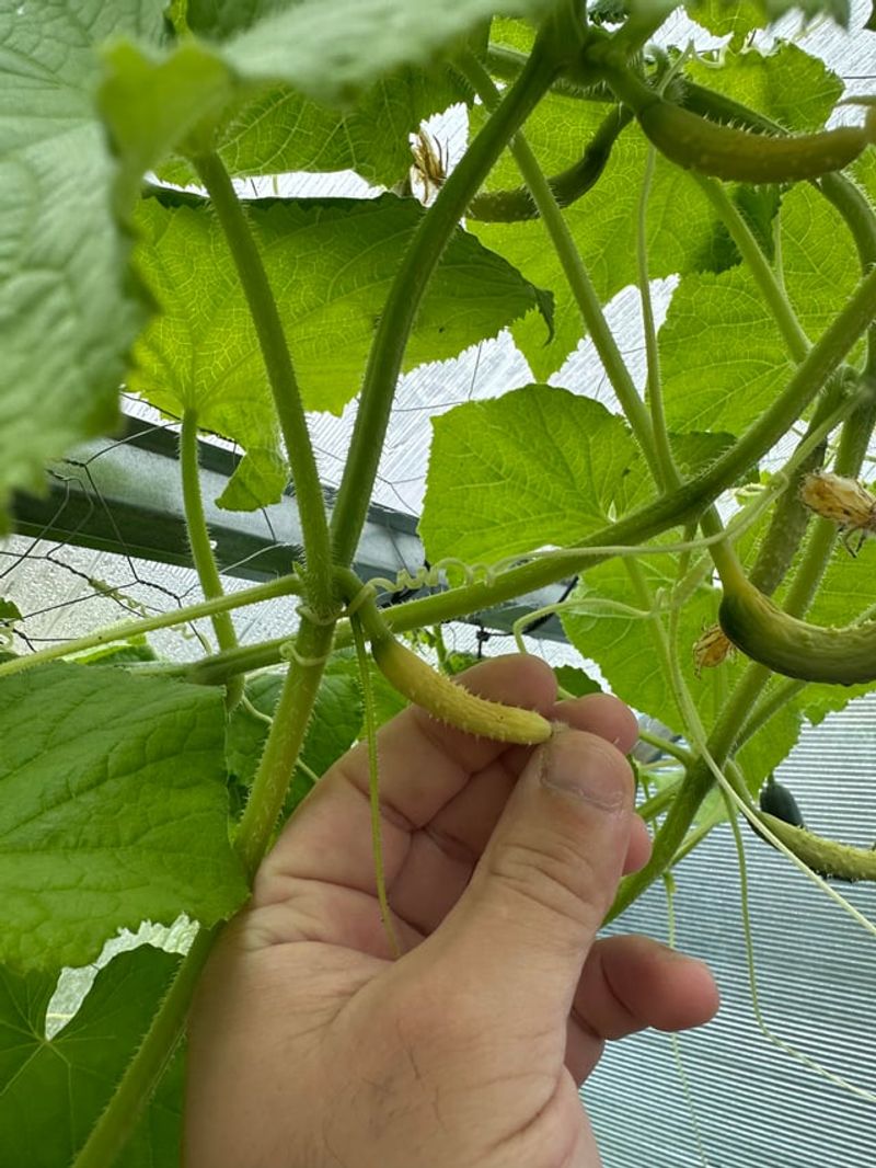 The Vine Is Not Making a Guarantee Yet The Vine Is Not Making a Guarantee Yet