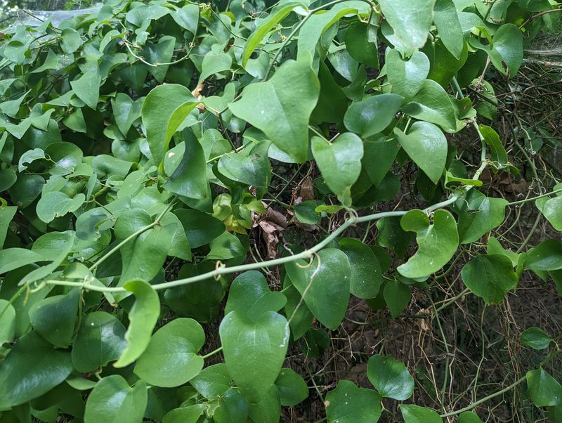 The Vine That Won't Quit
