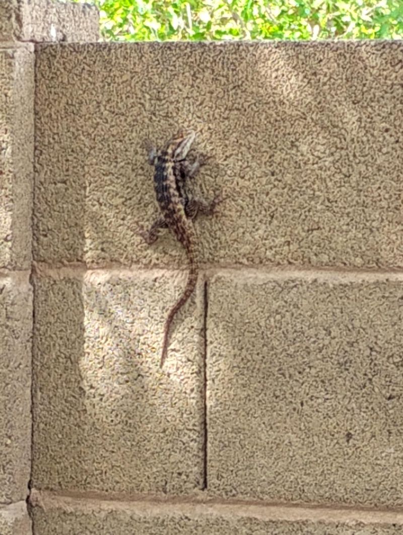 The Wall Lizard Is Often a Desert Spiny Lizard