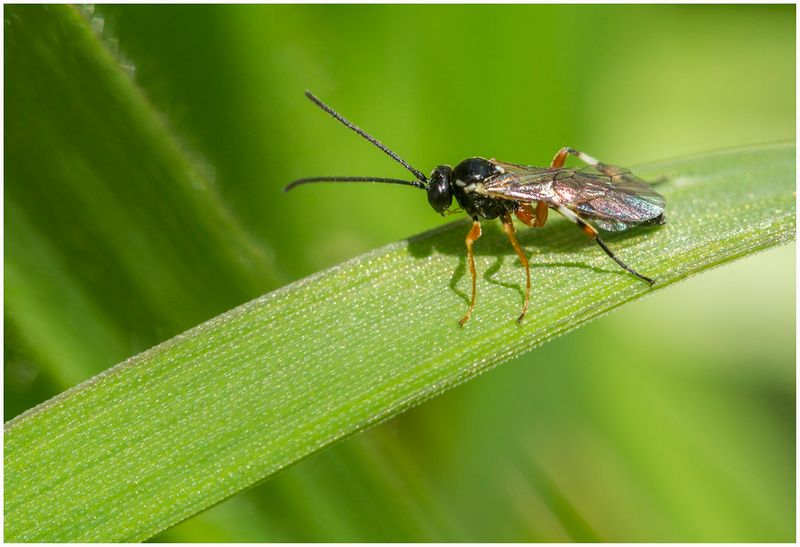The Wasp Behind The Cocoons Has A Name