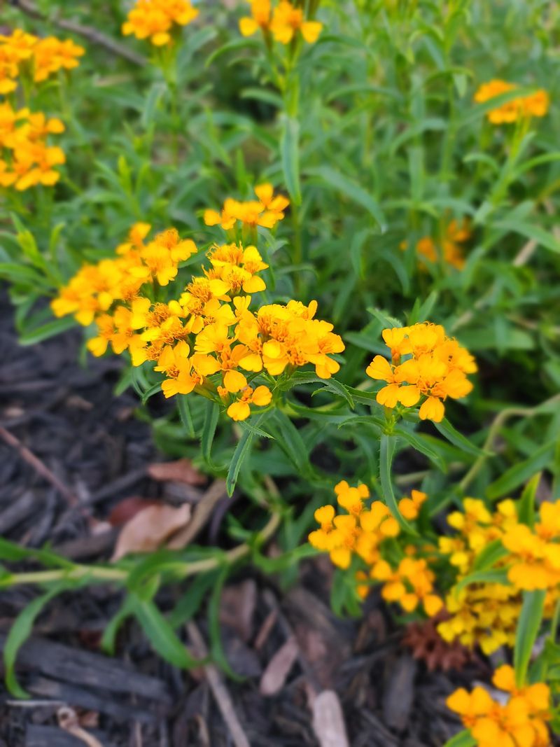 The Watering Rhythm That Prevents Root Rot And Wilting