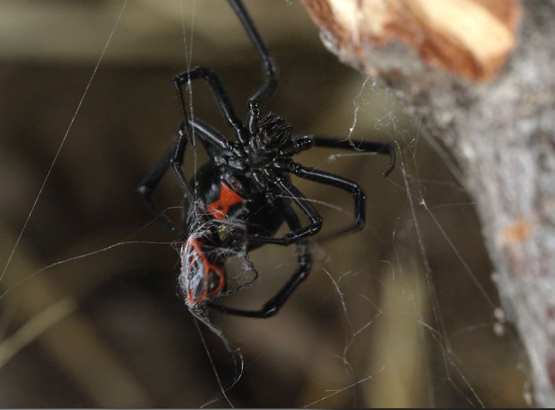 The Weather May Be Driving Spiders Closer To Homes