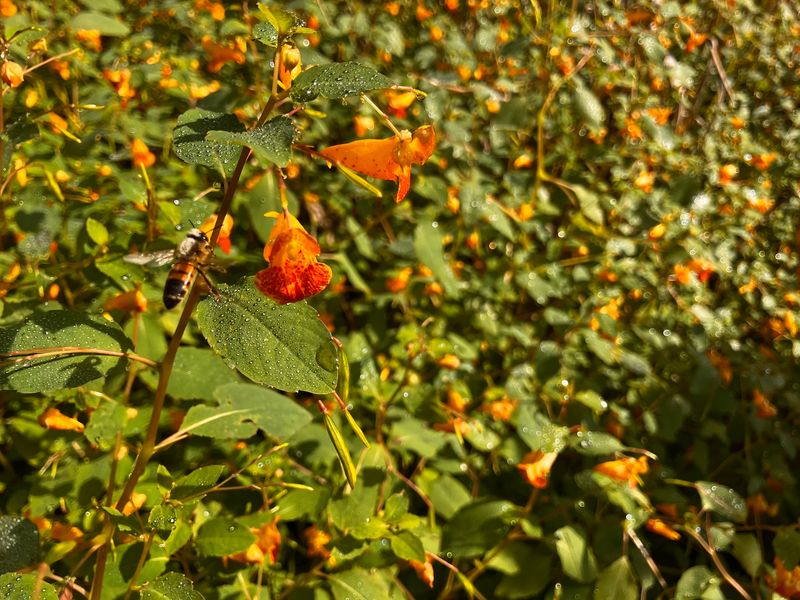 The Weed-Pulling Mistake That Empties A Shady Border The Weed-Pulling Mistake That Empties A Shady Border