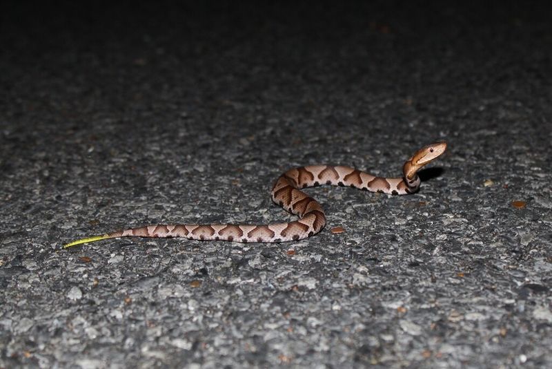 The Weeks And Hours When Sightings Climb