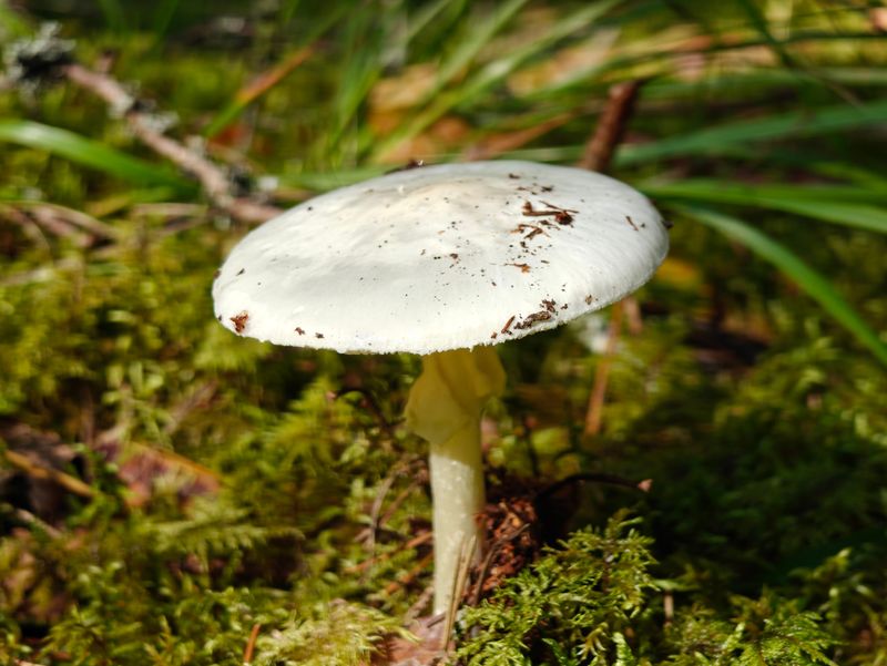 The White Amanita Leads Lawn Mushroom Concerns