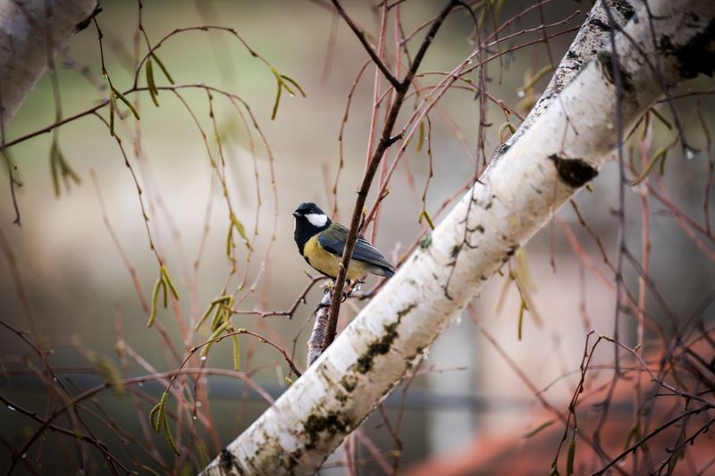 The Wildlife Benefits Hidden In Its Branches The Wildlife Benefits Hidden In Its Branches