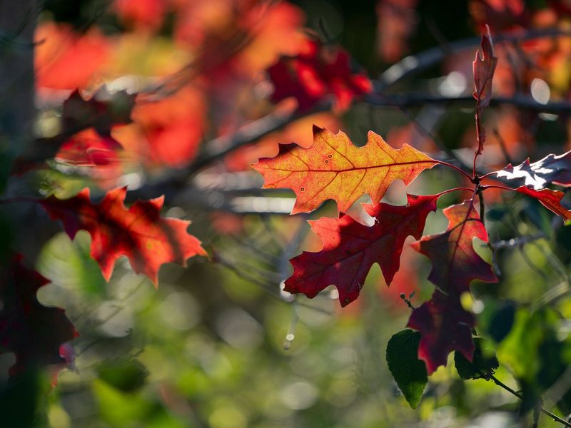The Wildlife Benefits Hidden In This Native Oak
