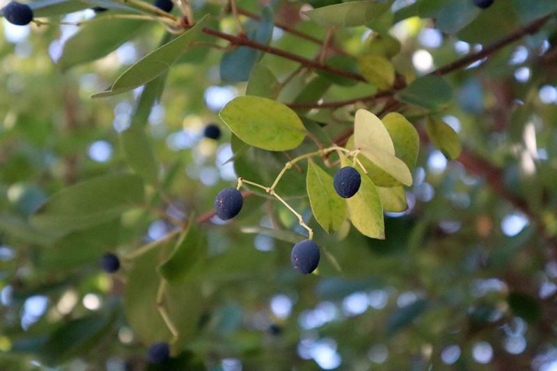 The Wildlife Value Of Black Gum's Flowers And Fruit The Wildlife Value Of Black Gum's Flowers And Fruit