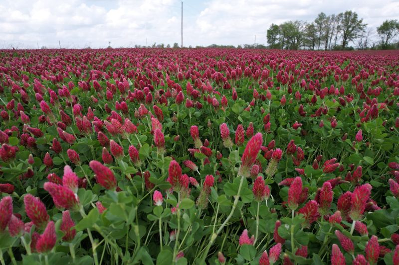 The Willamette Valley's Signature Cover Crop The Willamette Valley's Signature Cover Crop