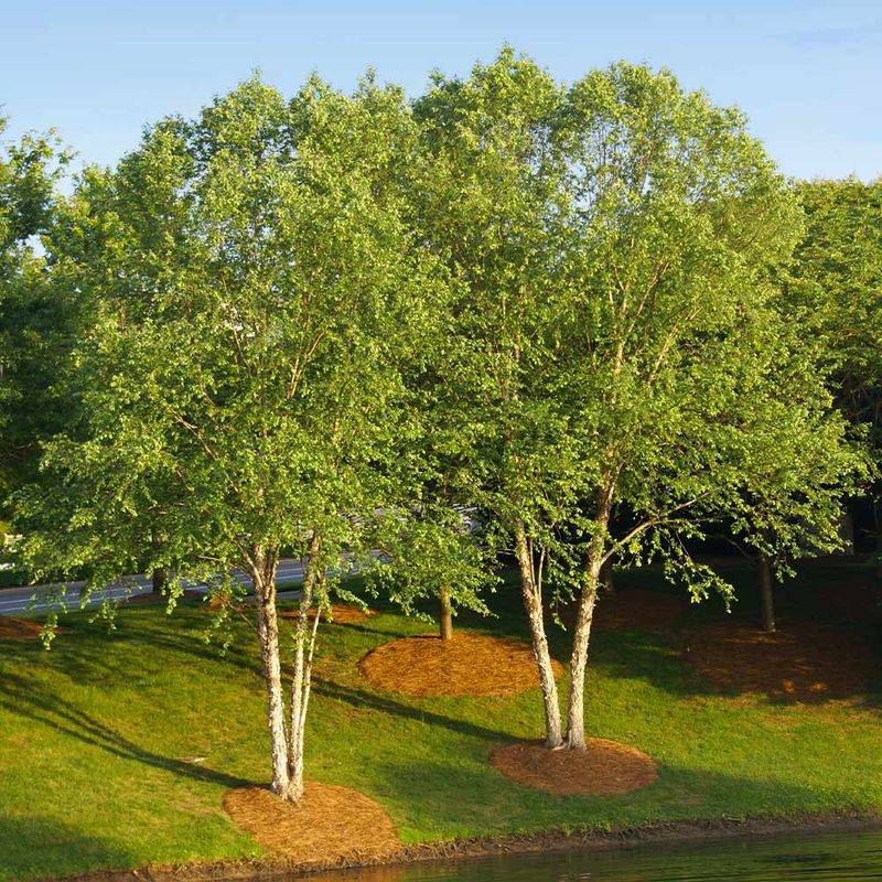 The Willow Look Without The Same Headaches The Willow Look Without The Same Headaches