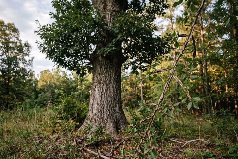 The Winged Elm Is A True Florida Native