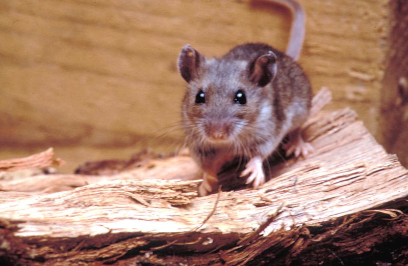 The Woodpile Setup That Can Invite Rodents Closer