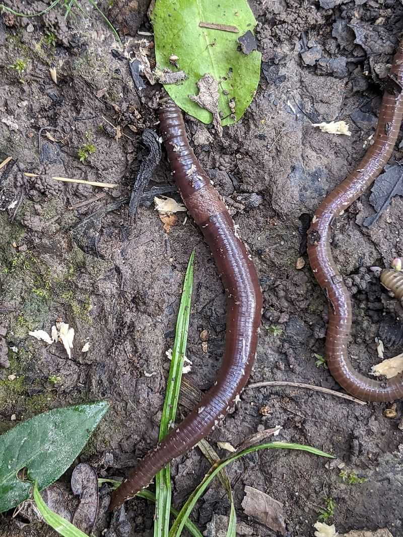 The Wriggler Behind Colorado's Crumbling Soil The Wriggler Behind Colorado's Crumbling Soil