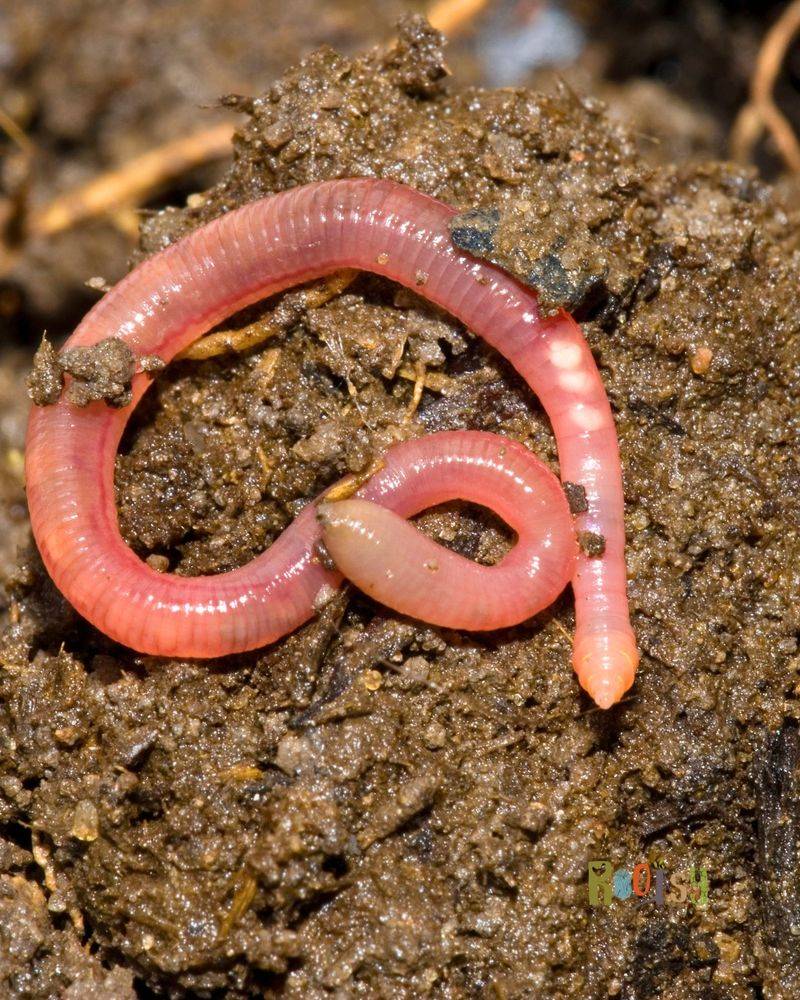 The Wriggling Culprit Behind Illinois Mulch Pile Surprises The Wriggling Culprit Behind Illinois Mulch Pile Surprises