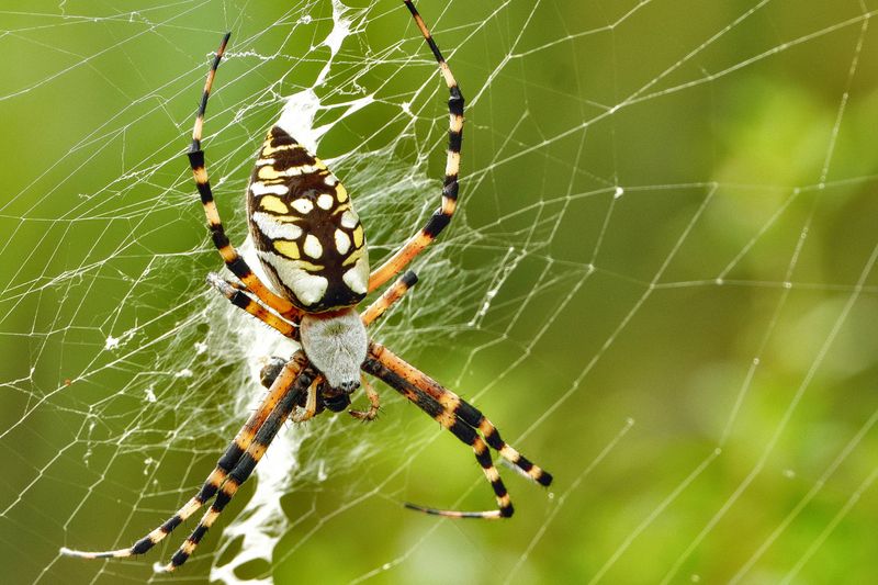 Argiope Aurantia Is Weaving That Web In Your Garden