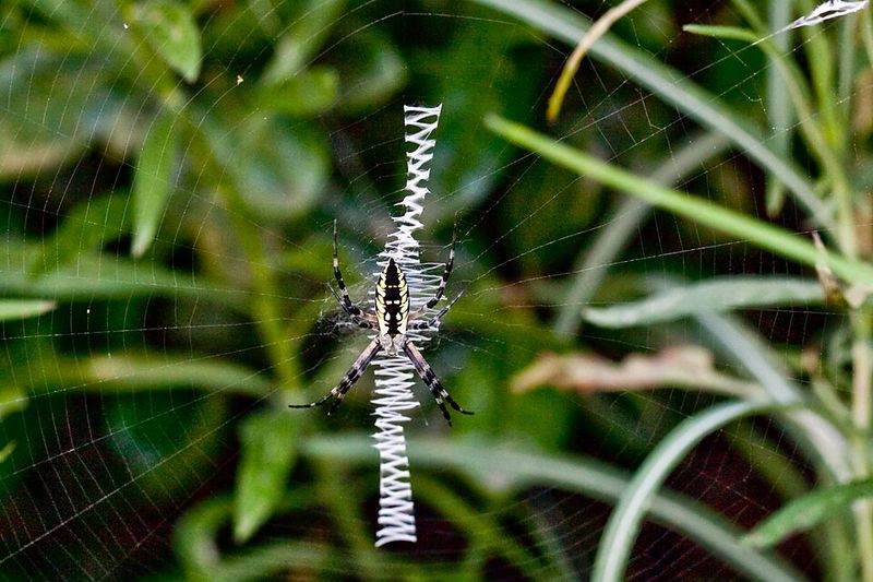 The Zigzag In Its Web Is Another Helpful Clue