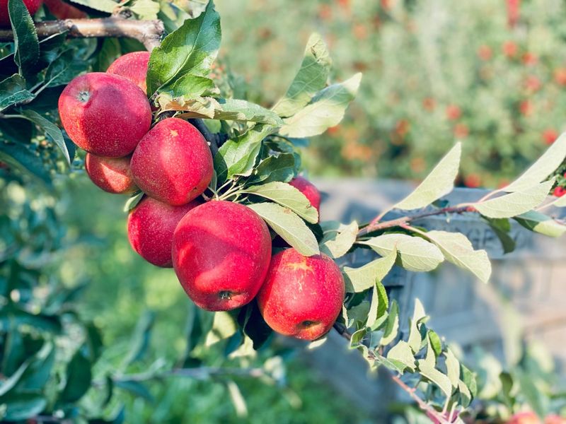 The apple usually follows the tree, not the yard beneath it