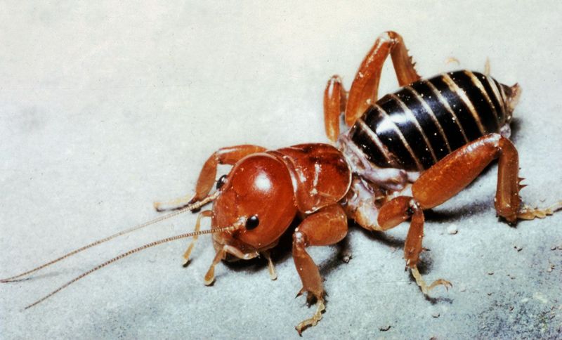 The best match may be a Jerusalem cricket The best match may be a Jerusalem cricket