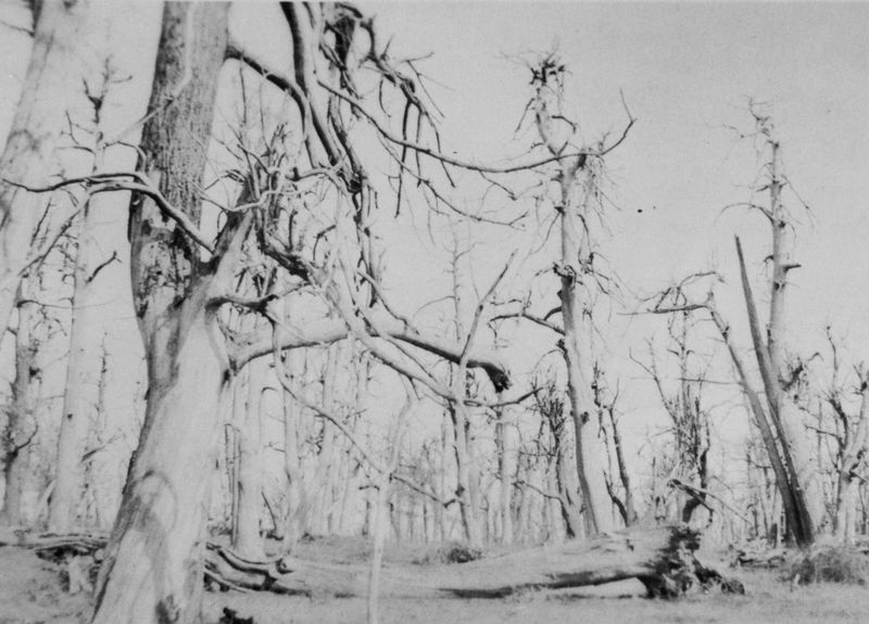 The blight erased a forest giant The blight erased a forest giant