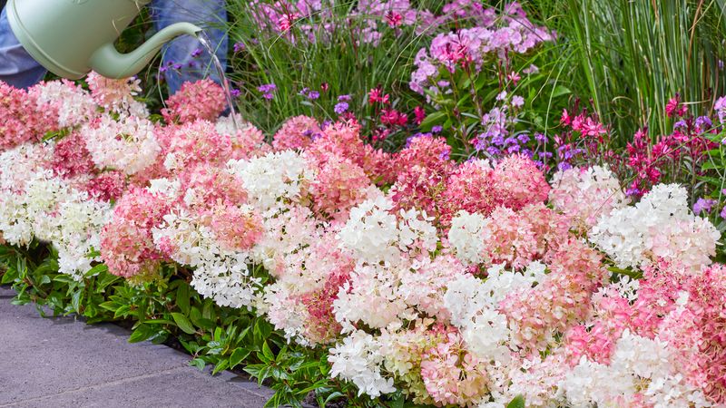 The breeder advertises a long-aging flower display The breeder advertises a long-aging flower display