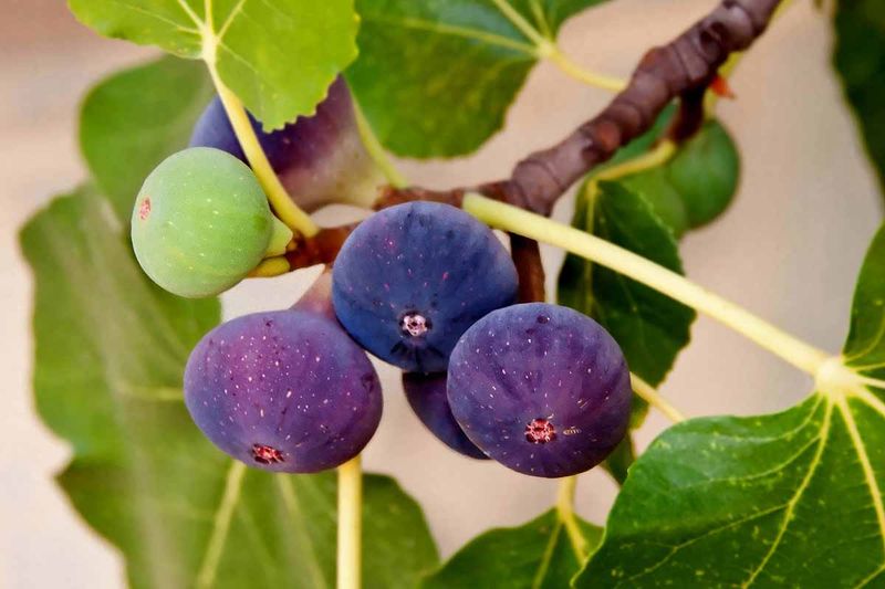 The cover blocks birds, not every fig problem The cover blocks birds, not every fig problem