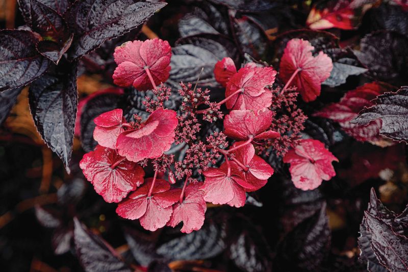 The dark leaves change a planting’s visual rhythm