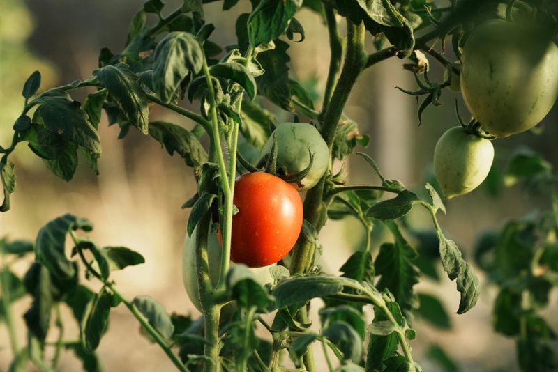 The fall growing window may be too short for the variety